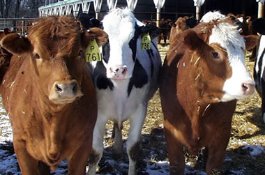 csas